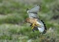 Falco tinnunculus dacotiae